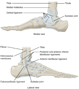 What is Ankle Inversion Sprain and How a Physio can help? - Therapia