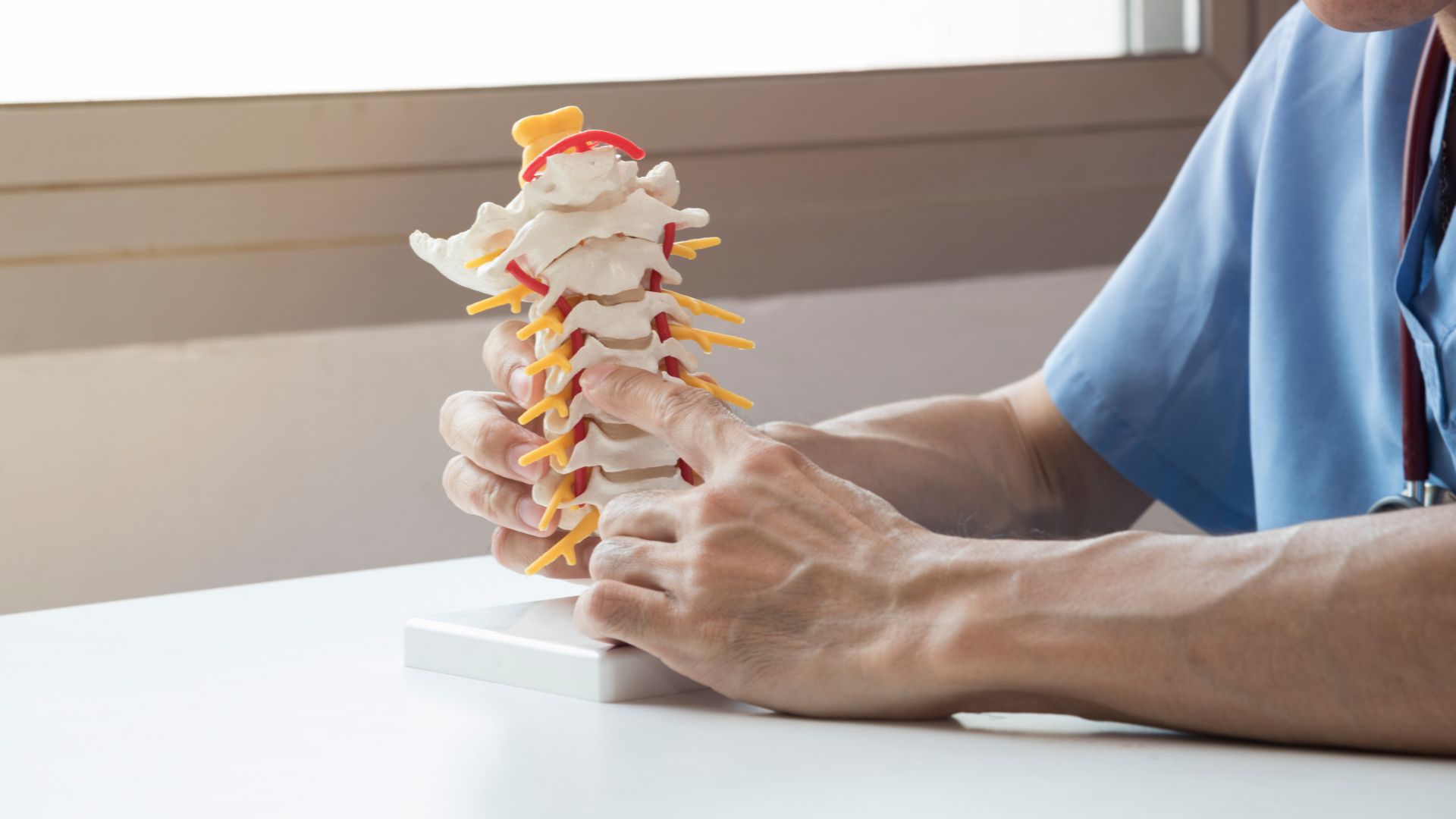 spine